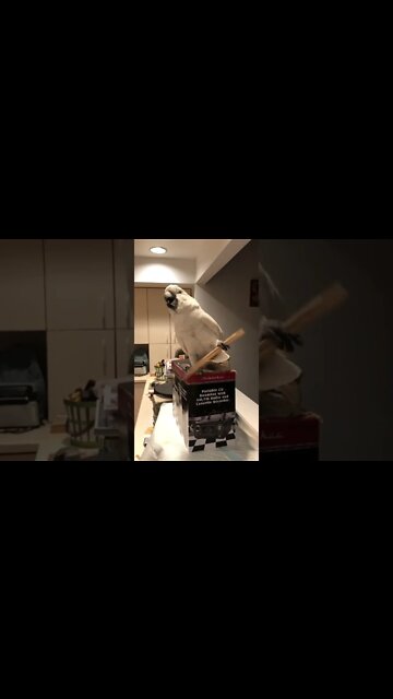 What a funny parrot. A great dancer