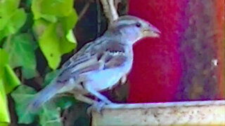 IECV NV #145 - 👀 House Sparrows Out The Back Window 6-13-2016