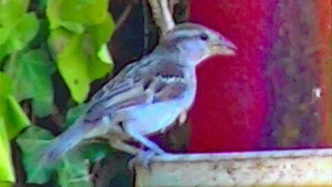 IECV NV #145 - 👀 House Sparrows Out The Back Window 6-13-2016