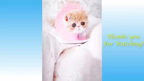 Funny Animal Video to you relax and have fun!