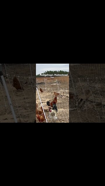 Crowing contest #hedgehogshomestead #Rooster