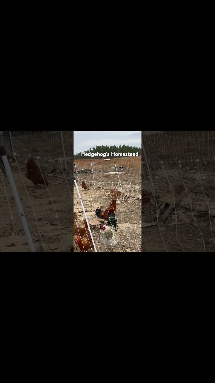 Crowing contest #hedgehogshomestead #Rooster