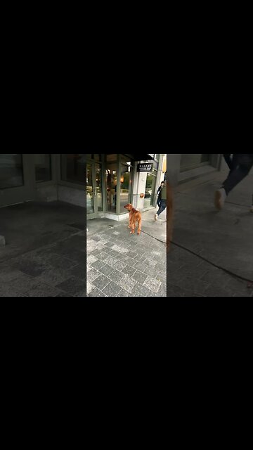 Dogs are everywhere #blackyoutube #pets#dogs