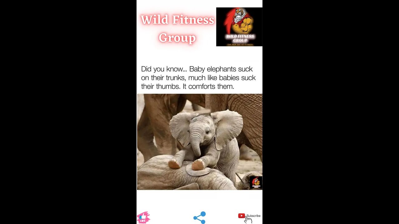 🔥Did you know about baby elephants🔥#fitness🔥#wildfitnessgroup🔥#shorts🔥