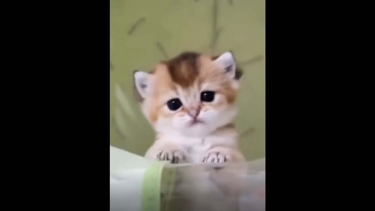 Funny Animals (Cats & Dogs Compilation)