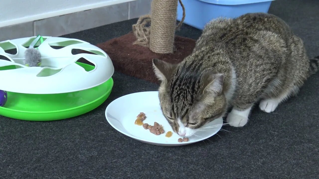 Cute Fluffy Cat Is Hungry