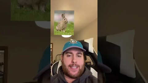 Animals You Can't Hold In Your Hands