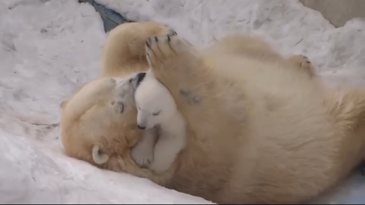 Mama Bear Loving To Cub