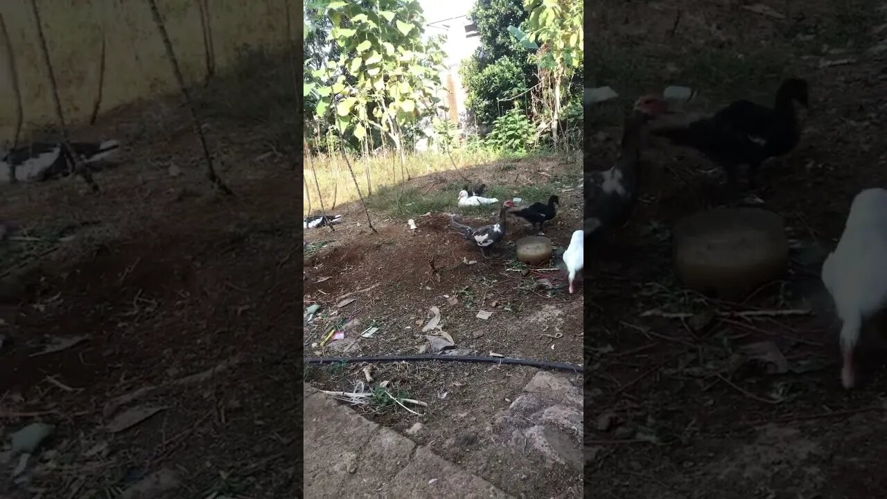 Wilujeng enjing baraya #suasanadesa