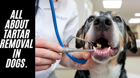 Podcast Title: All About Tartar Removal in Dogs: Before, During, and After.