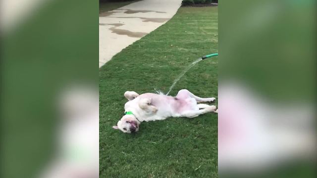 Funny Dog Loves Water Hose