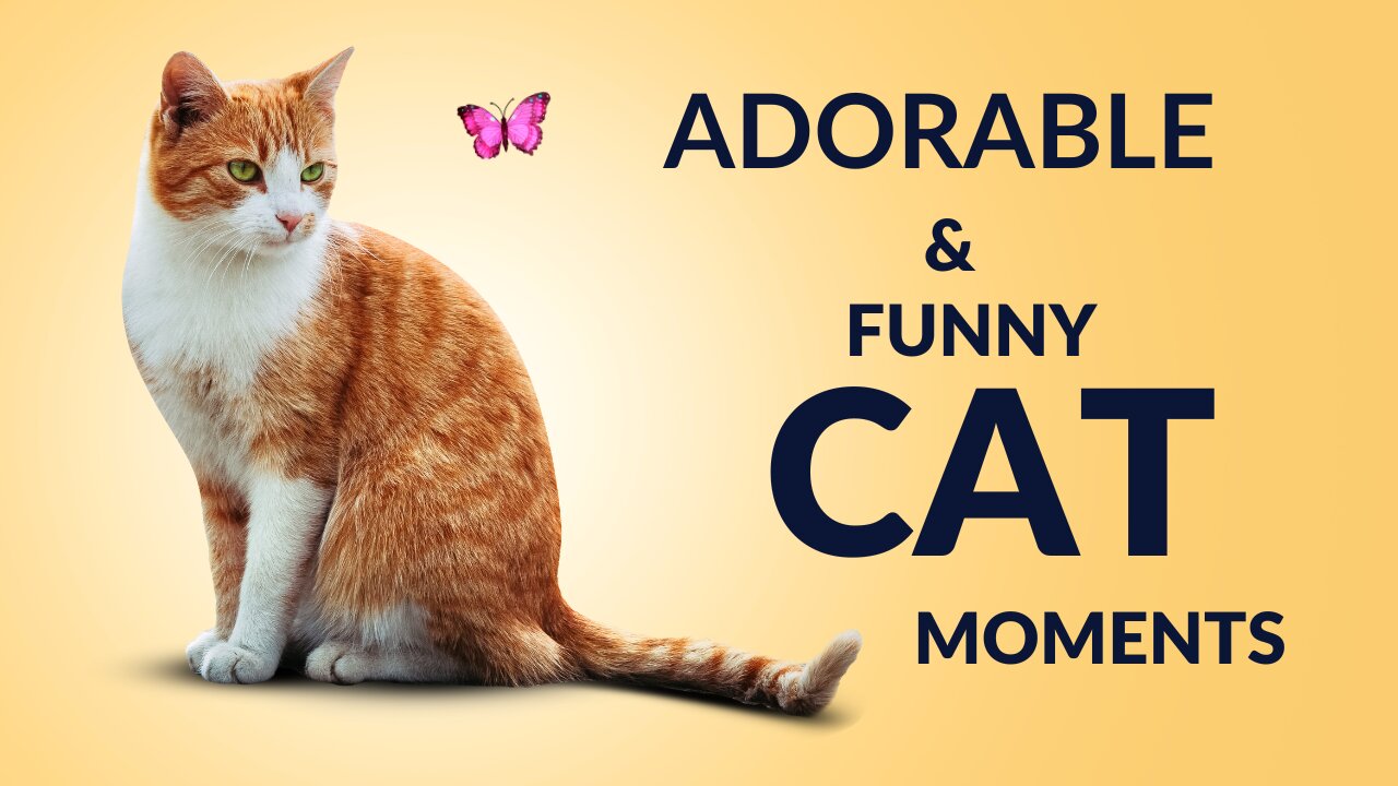 Adorable & Funny Cat Moments