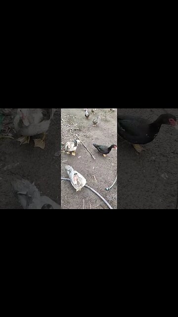 Good Morning my pretty ducks