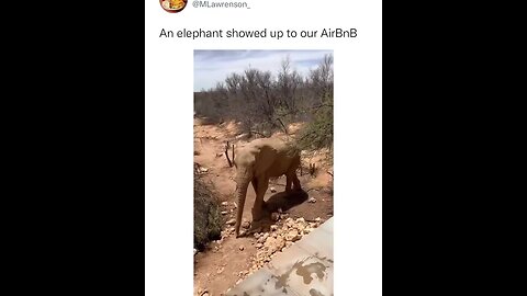 Incredible scene when the elephant visits their location