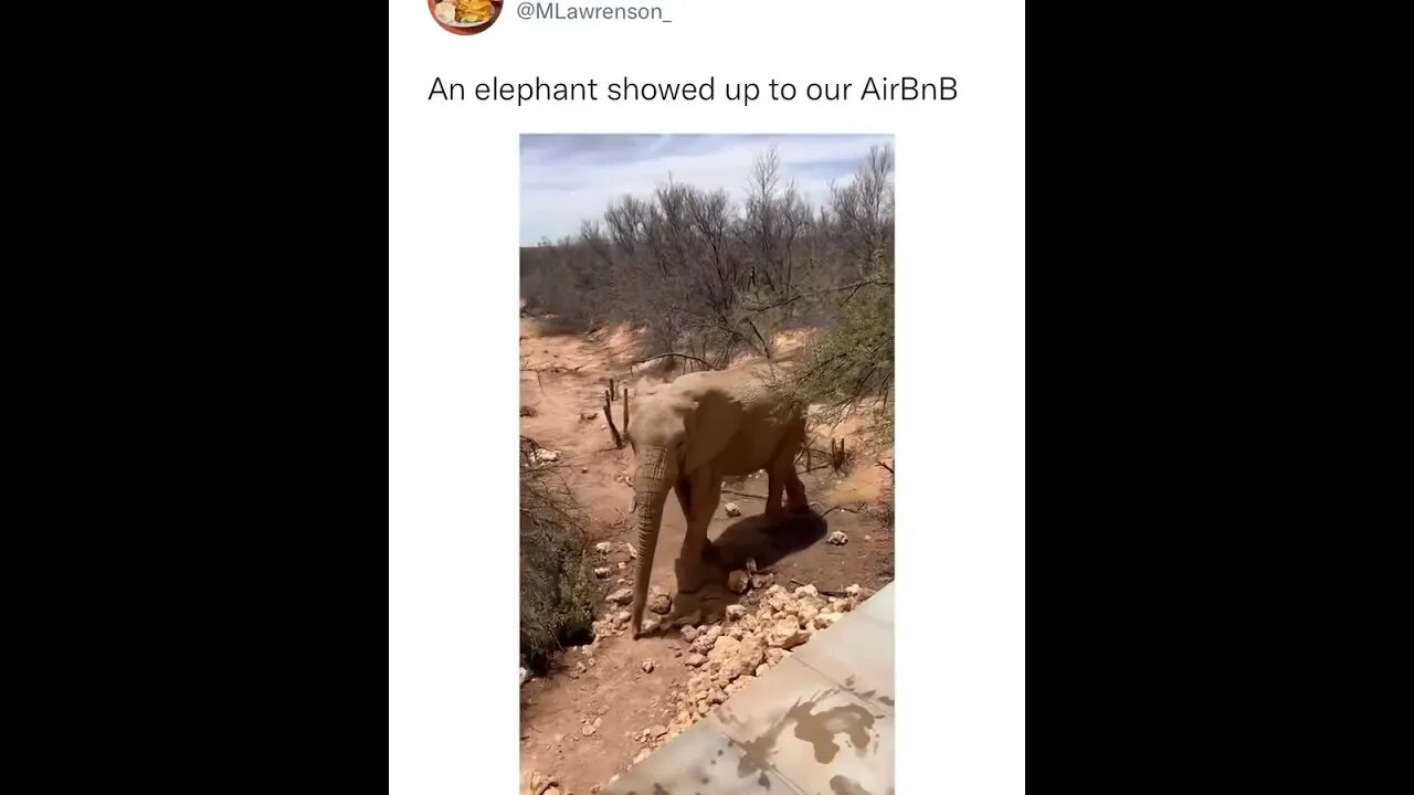 Incredible scene when the elephant visits their location