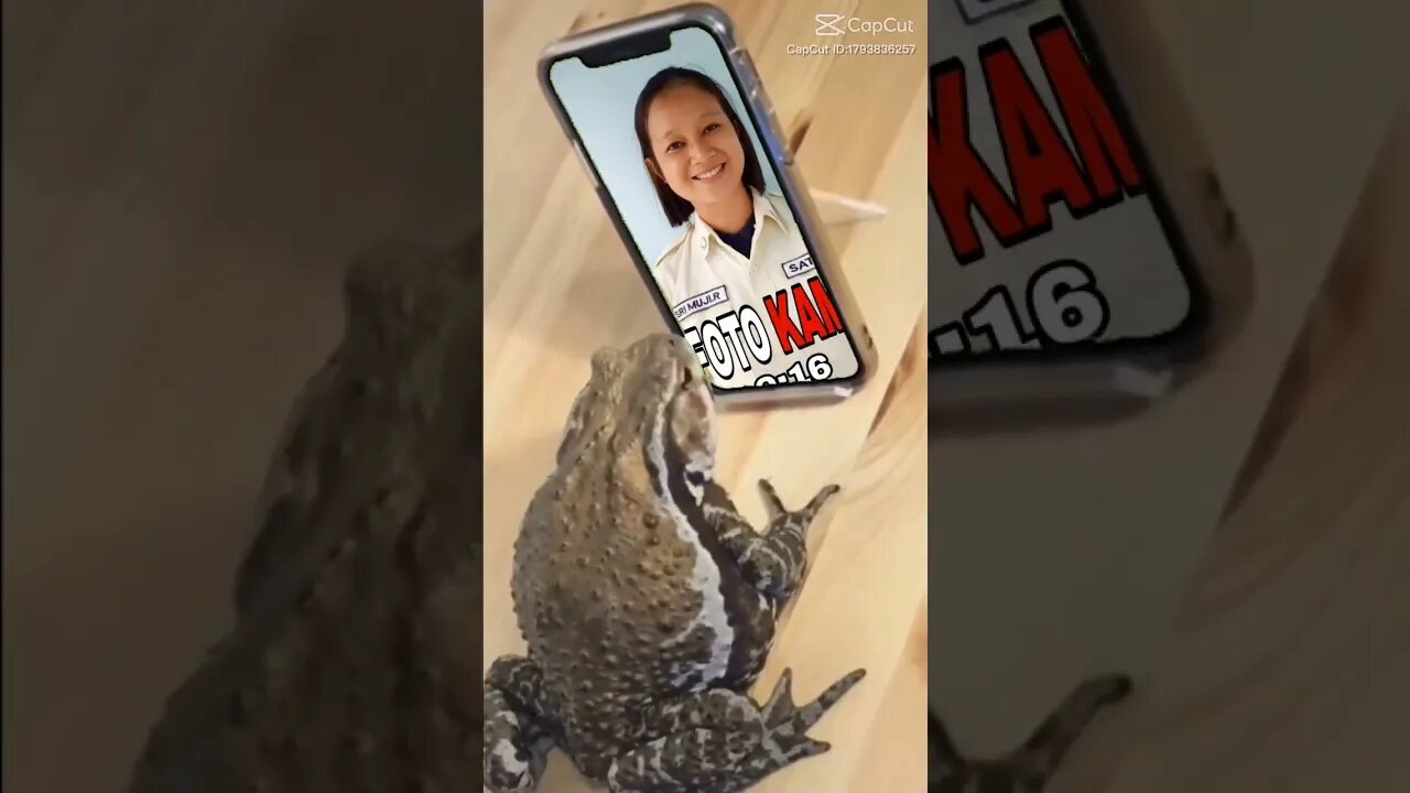 frank frog it's funny