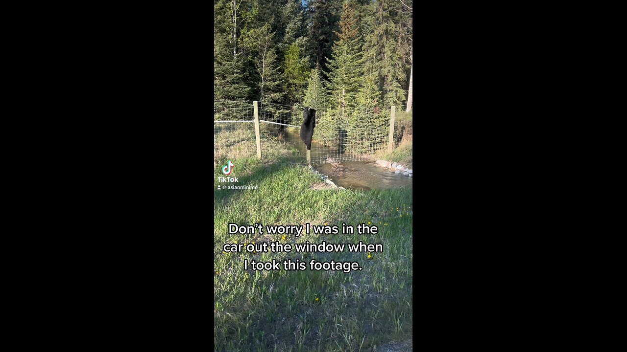 Bear hopping the fence