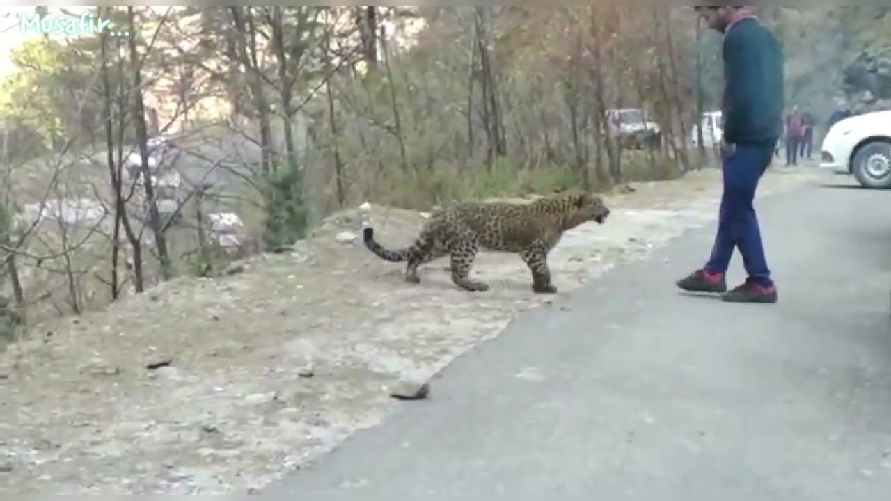 Leopard, friendly gesture in kullu Banjar valley"