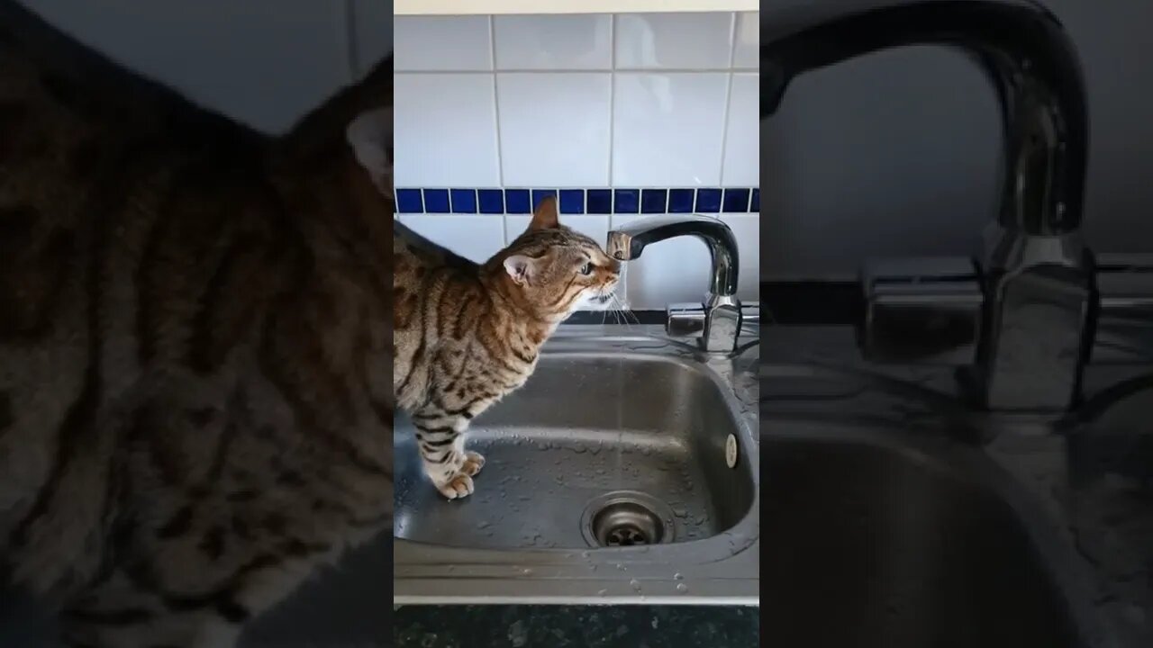 Beddy has a drink from the kitchen sink #bengalcat #catdrinkingwater #cutecat #viralcat