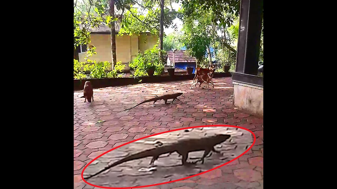 Chasing Big Monitor Lizard With Stray Dogs