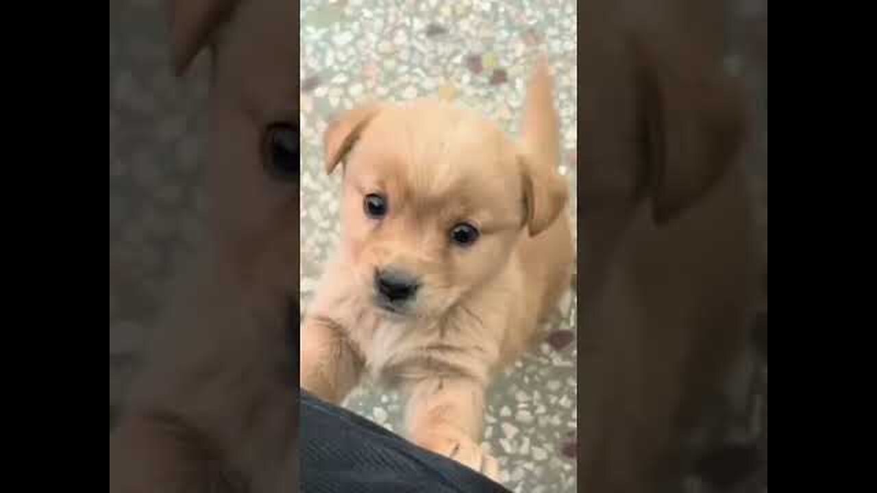 Baby dog puppy barking