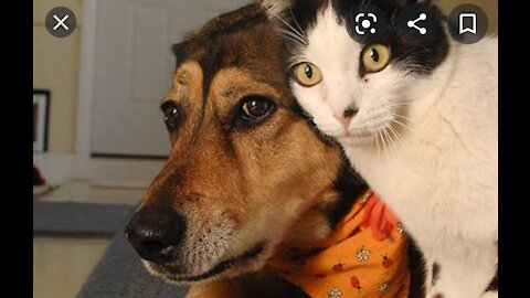 How to train your dog to leave your cat alone. How to make sure your cat is safe.