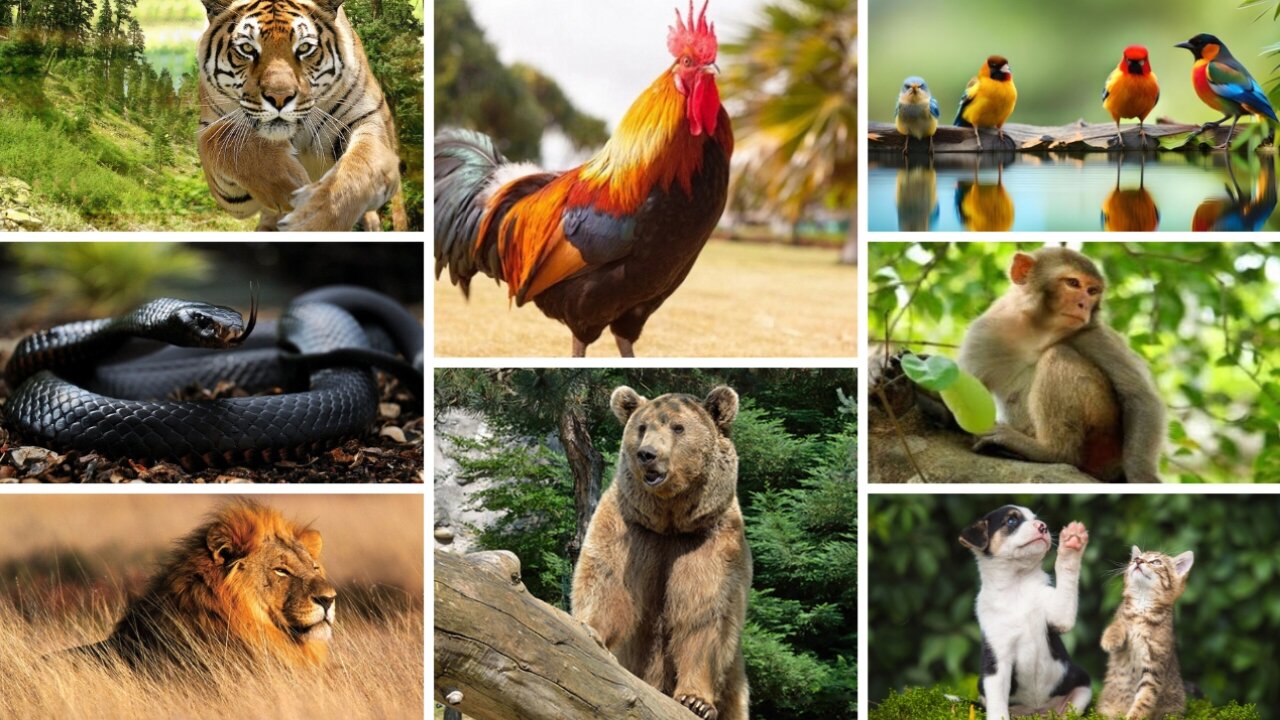 The Beginner's Guide to Bustling animal world sounds around us: Duck, Chicken, Goat, Pig