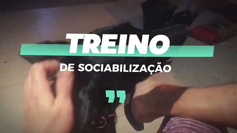 SOCIABILIZAÇÃO DOS CÃES.FUNDAMENTAL EM QUALQUER ADESTRAMENTO.