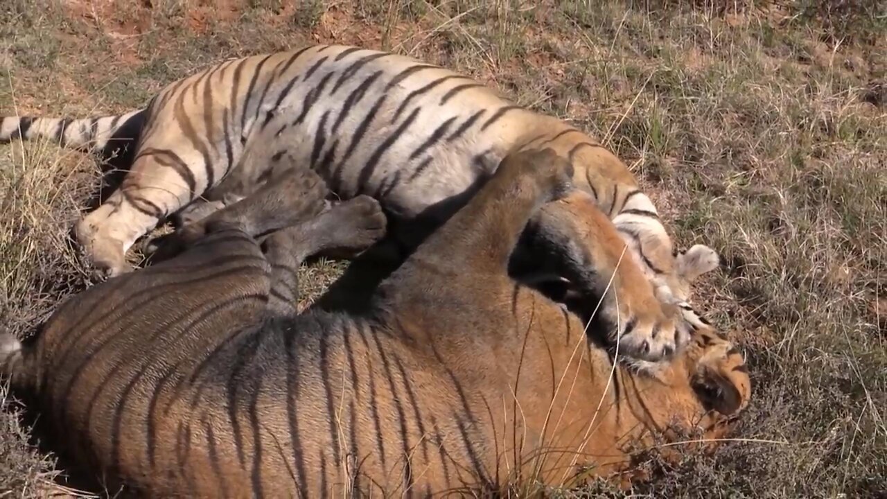 Two Male Tigers have a disagreement ! Taken at Tiger Canyons