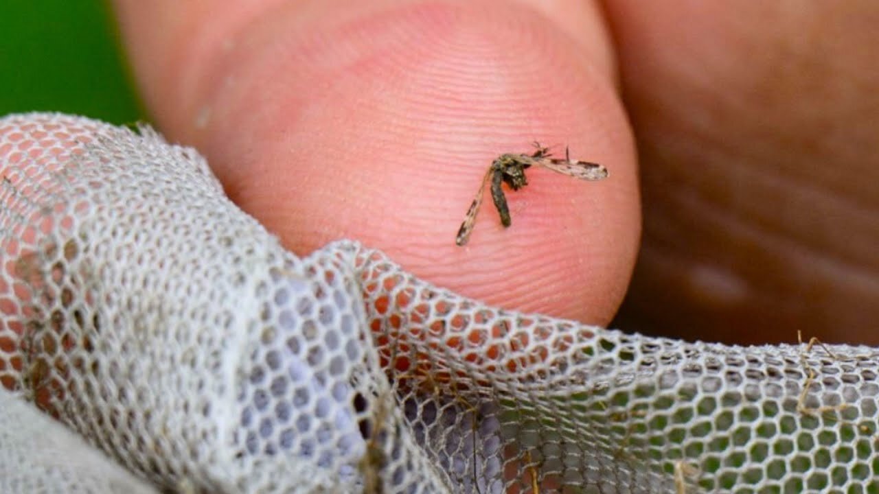 Un mismo insecto y dos enfermedades inquietan a las autoridades de salud en EE.UU.