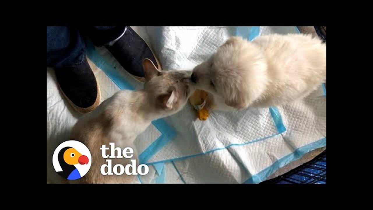 Wild Child Kitten Grows Up Looking After Rescue Puppies