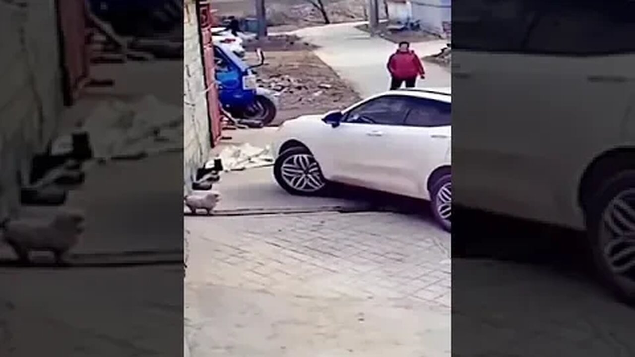 dog launch