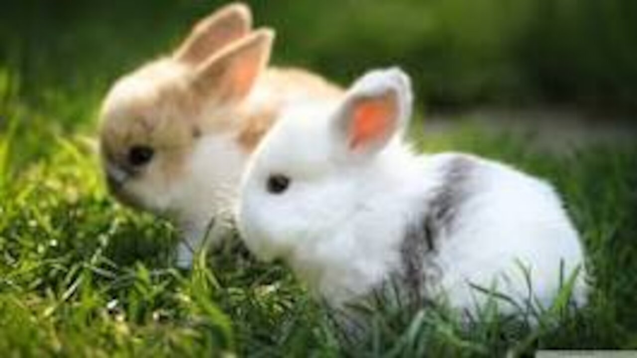 Beautiful bunny while he is eating 😍