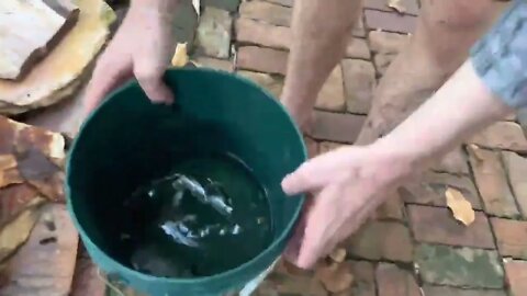 Catch rare ornamental fish in flooded ditches * 28
