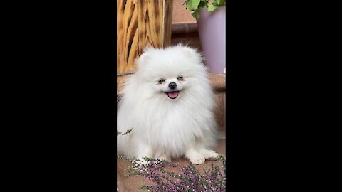 a furry dog