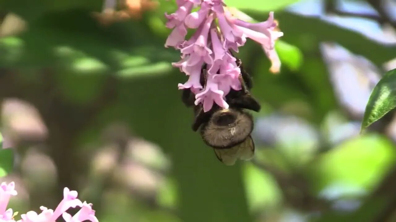 Nature in spring. Beautiful birdsong.