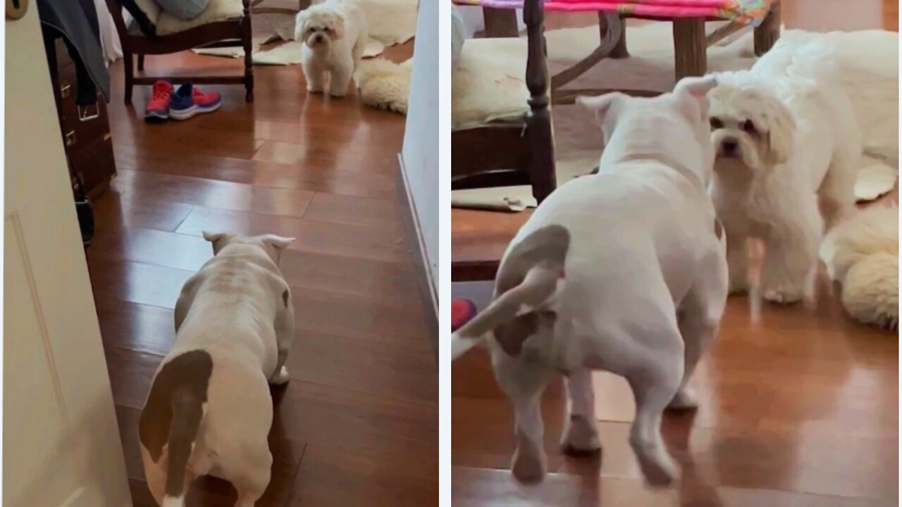 Playful Dog Slowly Sneaking Up on Another Dog