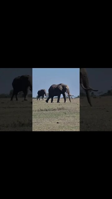 Ol Pejeta Wildlife Sightings Today 11/10/22 (Lions, Cheetah, etc) | Zebra Plains | #shorts