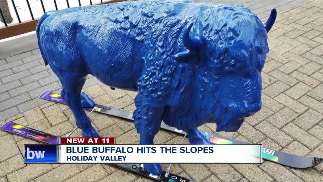 Blue buffalo hits the slopes