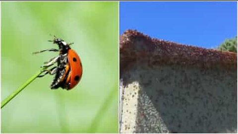 Torre invasa da un esercito di coccinelle