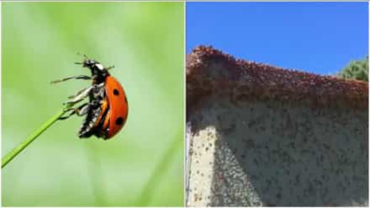 Torre invasa da un esercito di coccinelle