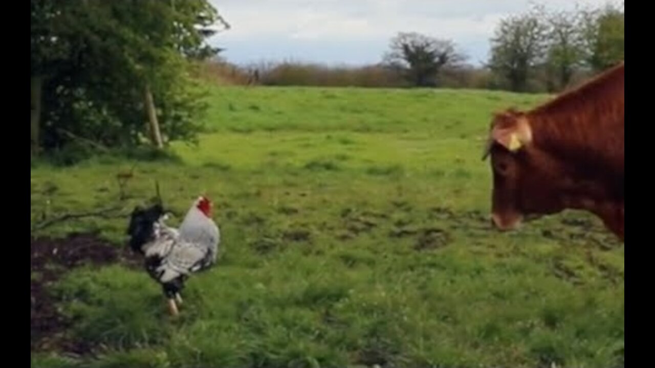 Crazy Rooster ATTACKS Cows