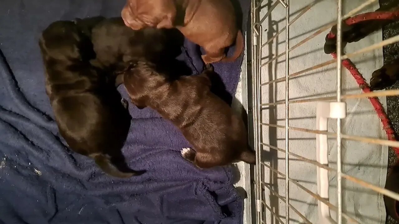 Playfighting OBI2023 BABY PATTERDALE TERRIERS day20 bull&terriers BSL puppies pups puppy dogs litter