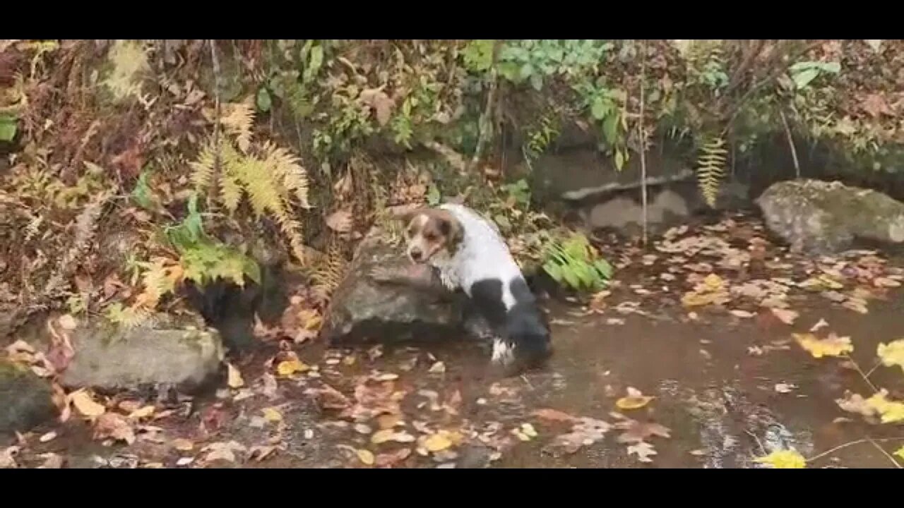 Grouse scouting with the Brittanys