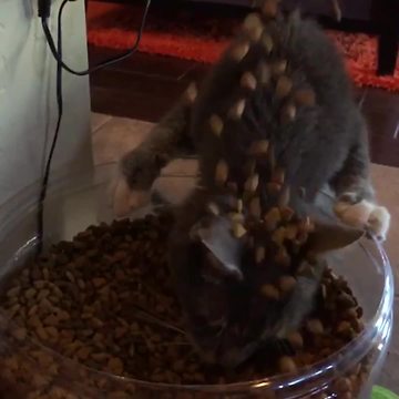 Cat Eating Food Gets More Food Poured On Her Head