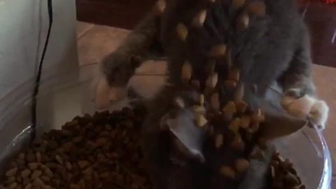 Cat Eating Food Gets More Food Poured On Her Head