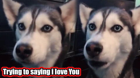 Dog saying I love you - You have never seen before