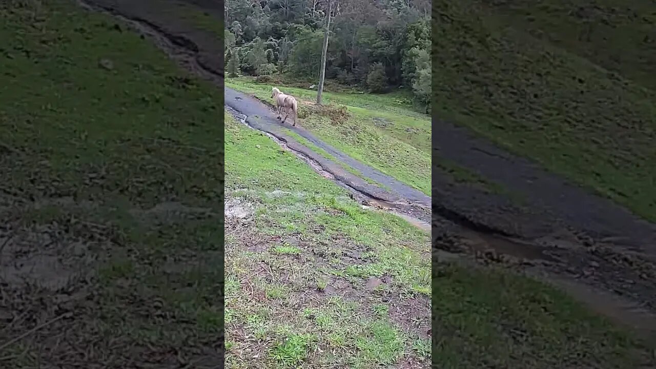 Palomino brumby walking up the road