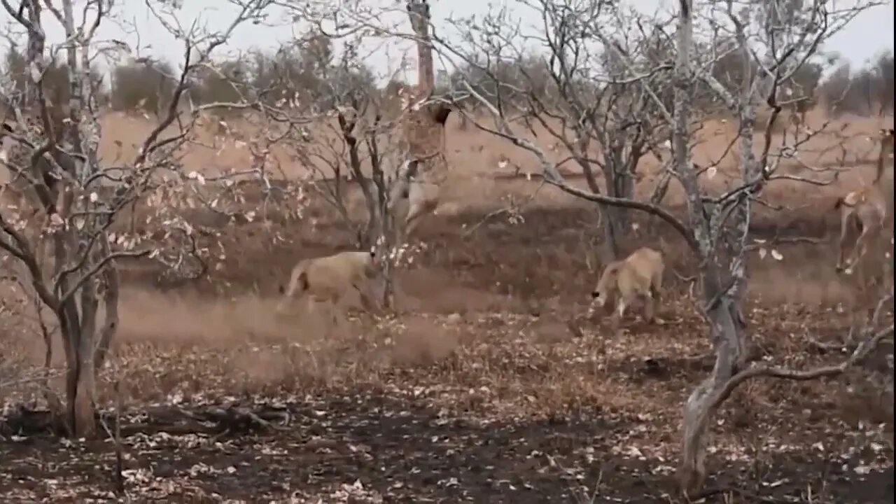 Mother Giraffe Kick Broken Lion Head Who Try To Eat Her Baby, Harsh Life of Wild Animals-12