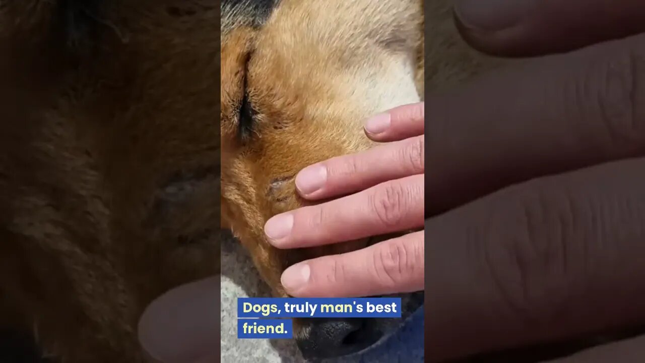 Unconditional Love: The Joy of Dogs